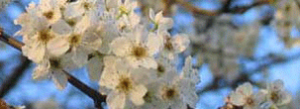 flowering-pear